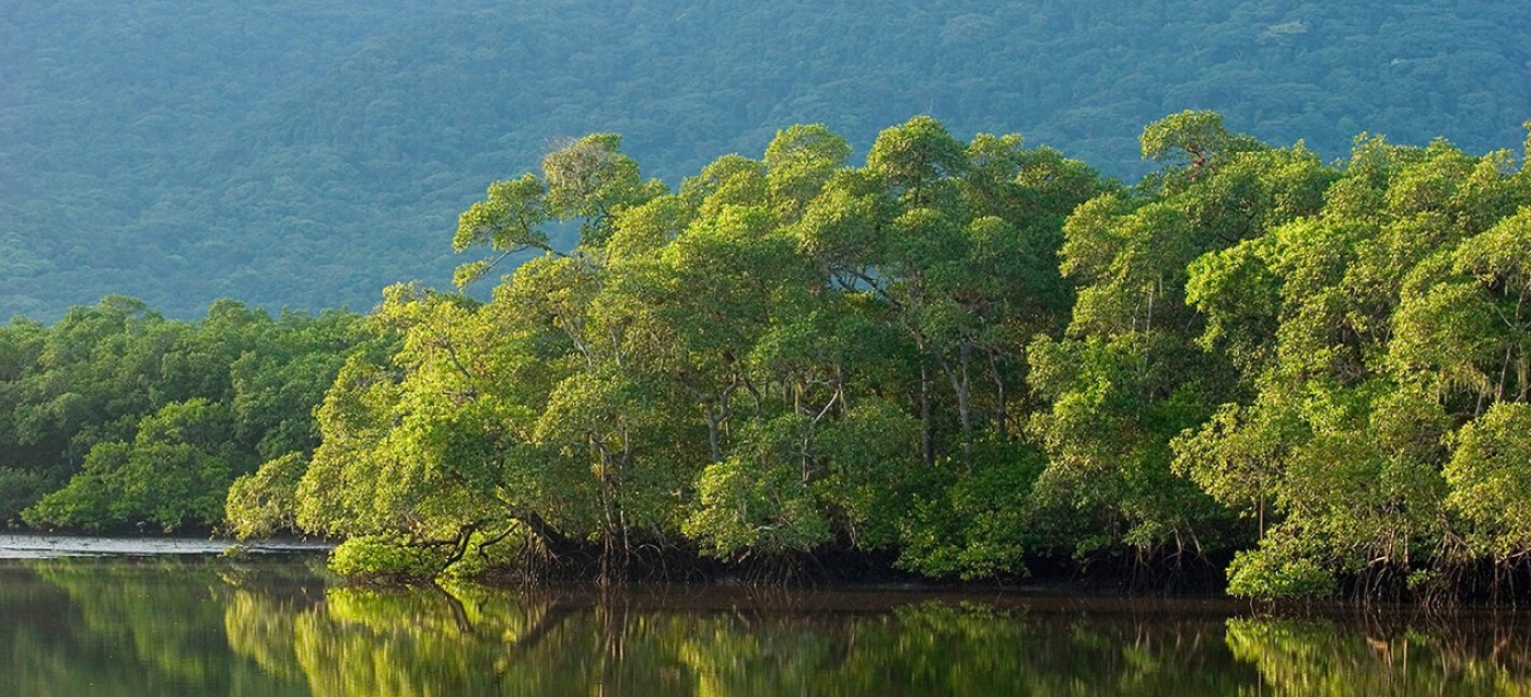 O que você faria para ajudar a conservar as florestas?